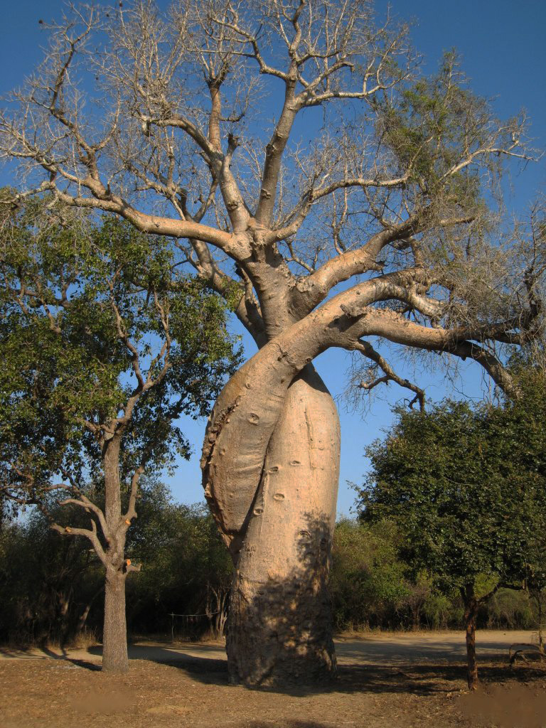 Le baobab amoureux